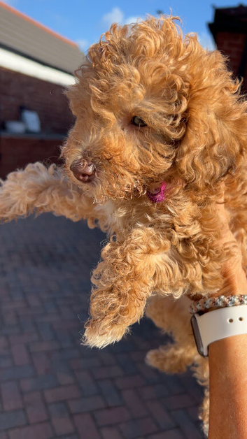 Cockapoo puppies ready to leave