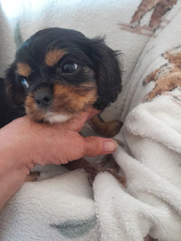 Beautiful king charles puppies for sale