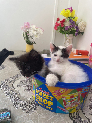 Kitten 12 weeks old looking for loving home