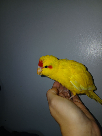 2 baby hand tamed kakariki