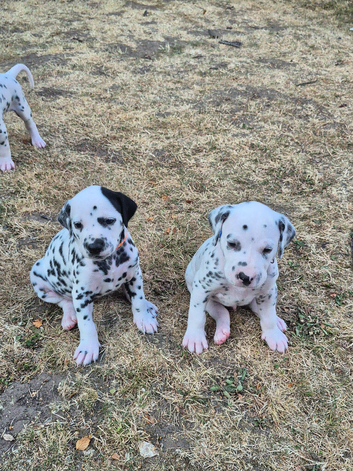 Litter of pure dalmatian puppies