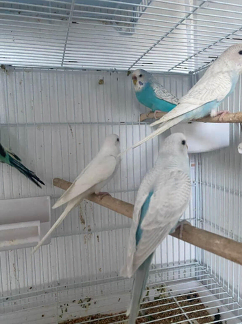 Stunning colours budgie