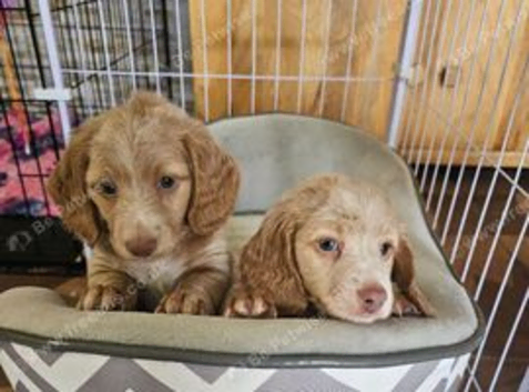3 Gorgeous long haired males. Health Checked/Microchipped