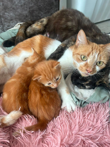 Full ginger