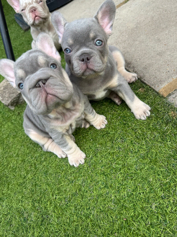Adorable chunky puppies looking for their forever home