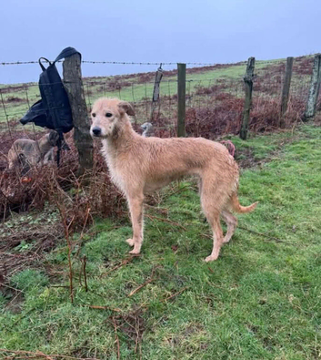 Bedlington whippet bitch pup