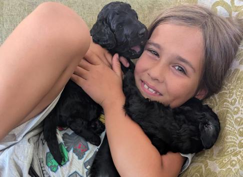 F1B Standard Goldendoodles Puppies