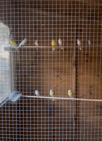 Rylander & irish canaries