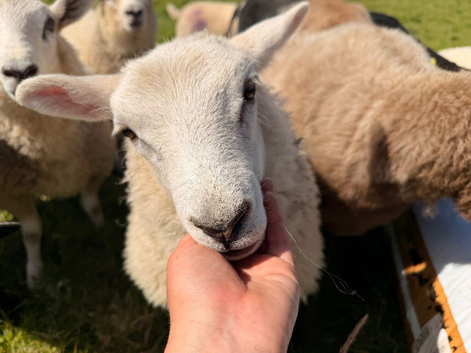 Pair of Lleyn x Icelandic Ewe Lambs