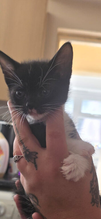 Beautiful male kitten