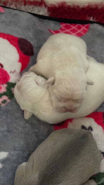 2 beautiful cream frenchie pups