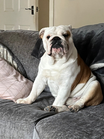 KC Registered Stud