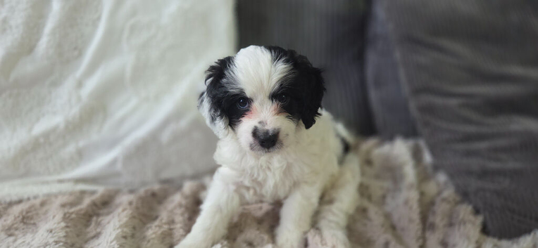 Puppies for sale