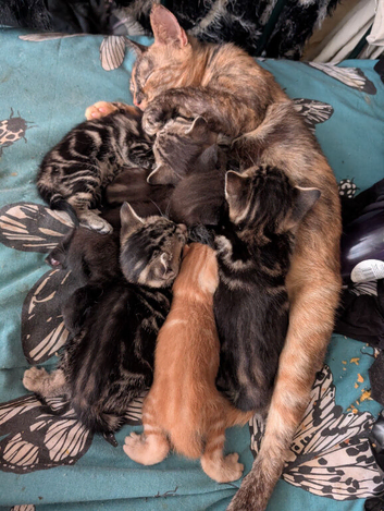 Mixed kittens for sale
