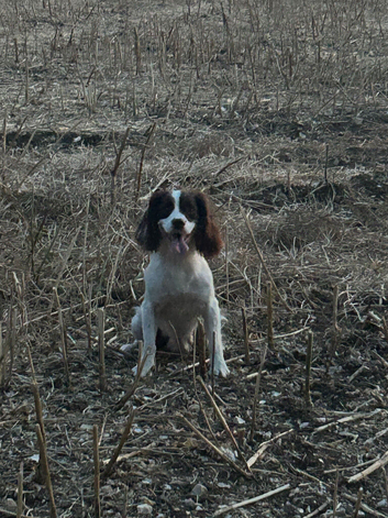 Black and white springer bitch