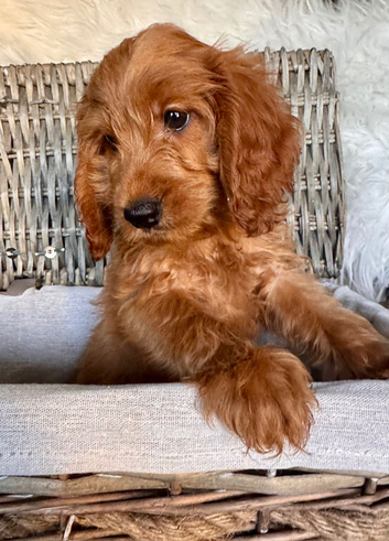 READY NOW. 3 REMAINING STUNNING COCKAPOO PUPPIES