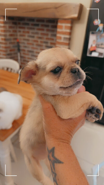 French bulldog x pug girl