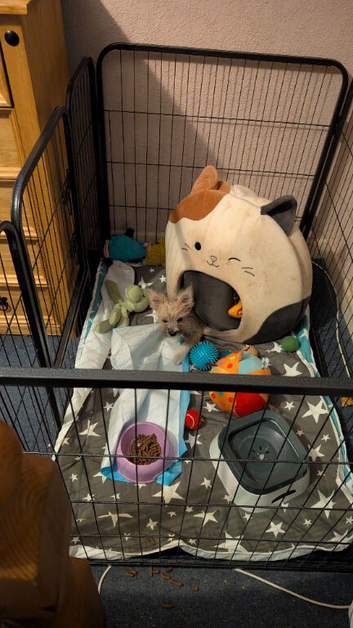 Love little boy needs a new loving home
