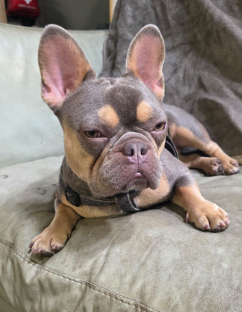 French Bulldog