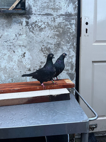 Portugese tumbler pigeons in Blackburn