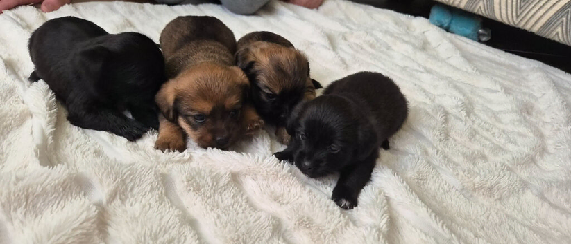 Jack Tzu puppies