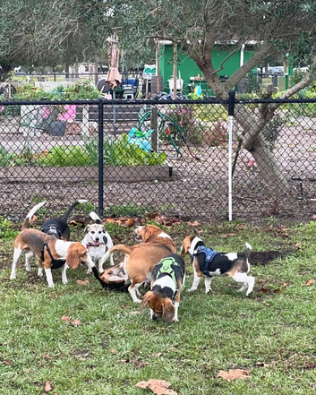 Beautiful Beagle puppies, ready for their new homes