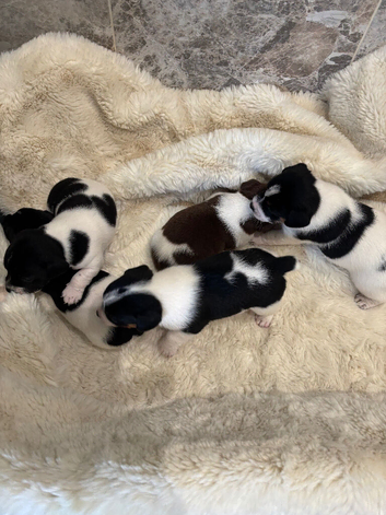 Jack Russel pups