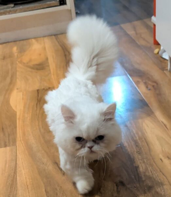 Munchkin 6 months old male for sale