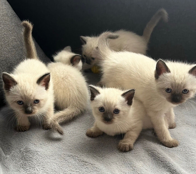 Beautiful Siamese x Ragdoll Kittens