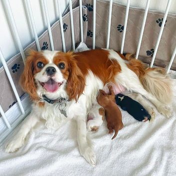Cavalier King Charles Spaniel Puppies for Sale
