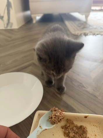 British short hair kitten