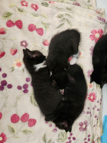 1 black male and 2 tuxedo males