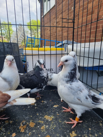 Young birds