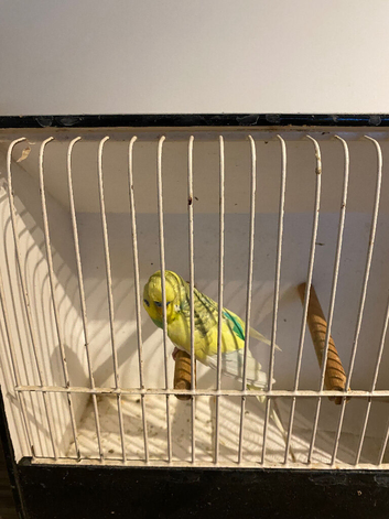 Baby budgies