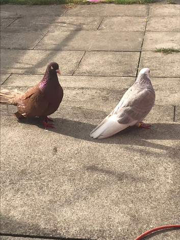 2 rollers