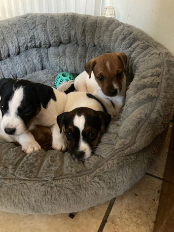 4 lovely parson pups