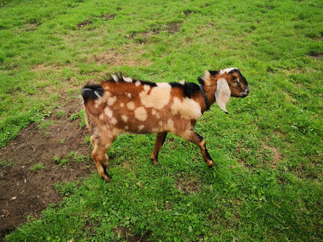 Pedigree Anglo nubian billy kid