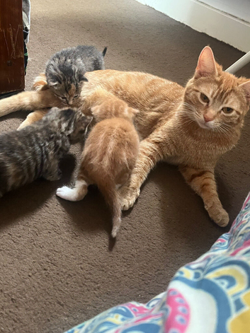 beautiful tabby kittens