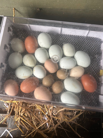 Mixed hatching eggs for sale