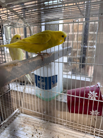 Breeding Pair for Sale