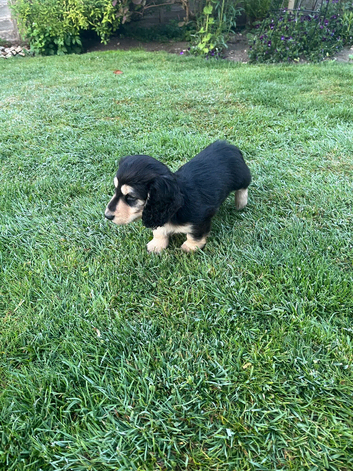 Ready to leave now! Miniature Long haired Dachshund boy pup