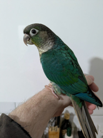 Baby Hand reared green cheeked conures.