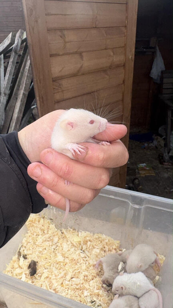 Fancy rats