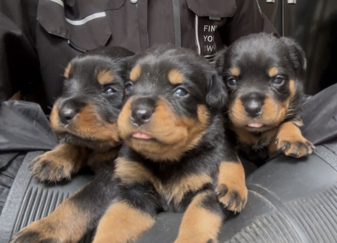 Kc Registered Rottwiler puppies