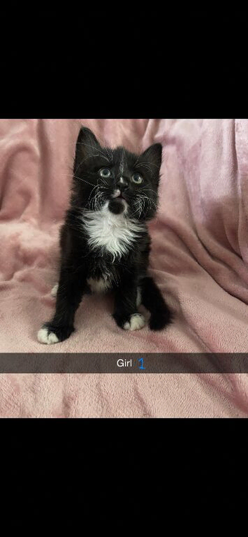 Kittens for sale 2 girls 1 boy