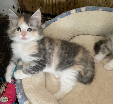 Mainecoon x ragdoll kittens