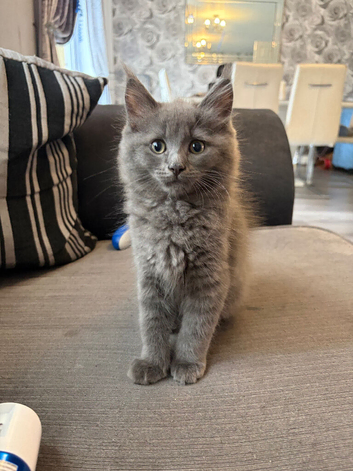 Ragdoll cross Norwegian