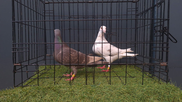 Almond breeder pair