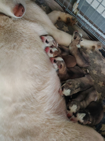 Beautiful Siberian huskys