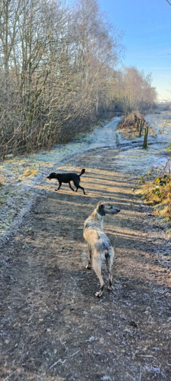 Lurcher